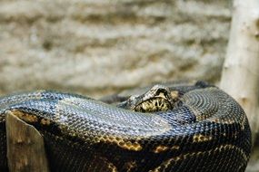 snake animal nature fauna boa