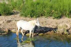 white horse in the water in the south of france