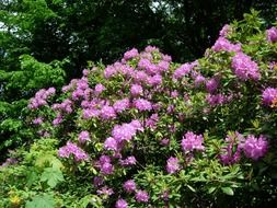 shrub rhododendron with pink flowers