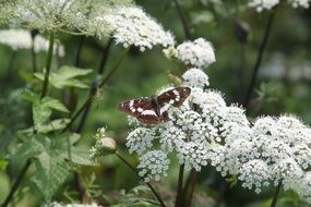 butterfly on a field flower