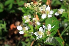 blackberry flowers with a bee