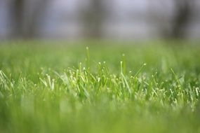 fresh green grass close