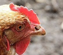 Portrait of chicken's head