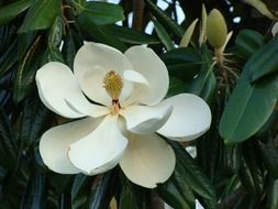 white magnolia among green leaves close-up