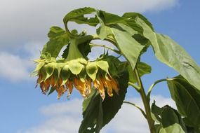 sunflower head down