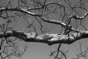 bare tree branch at sky