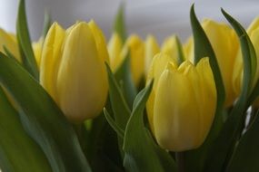bouquet of yellow tulips close up