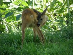 little deer in the reserve