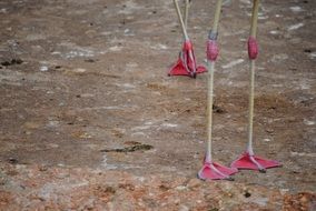 pink legs of flamingos on the ground