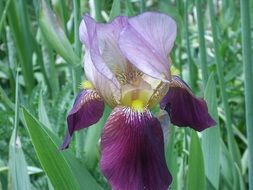 purple iris among green grass