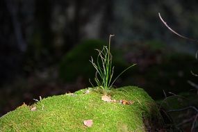 Green grass moss forest nature grow