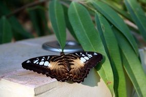 butterfly on the table next to the plant