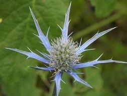 Blue eryngium flower