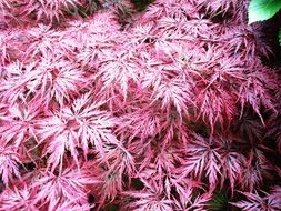 bush with pink leaves