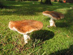 fresh mushrooms in the grass