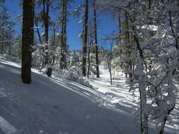 forest winter