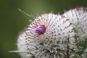 fluffy thistle in alps macro