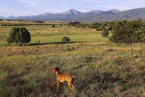 a dog in the meadow of Colorado