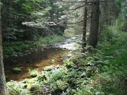 forest brook