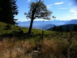 Ammer Mountains with green meadows