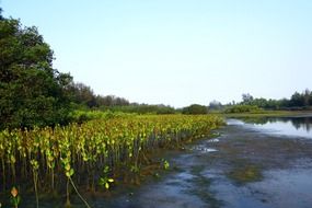 seedlings in the waters of the tide