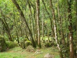 landscape of trees and greenery in a forest glade