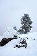 scenic tree on rock at snowy winter, stones cold sweden, uppsala