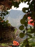 exotic flowers and mountains in Tenerife