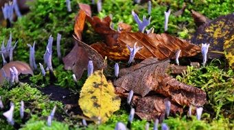 mushrooms among dry leaves and grass