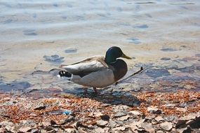 duck walks along the lake