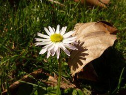 extraordinarily beautiful daisy flower