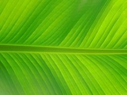 nature green tree