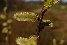 pussy willow in march