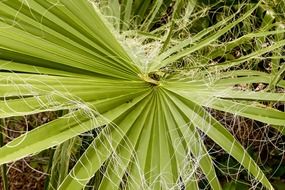 Close-up of the green palm tree