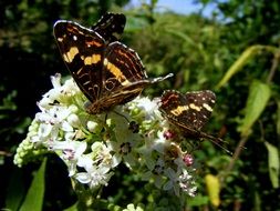 Butterflys on white flower on a background of nature