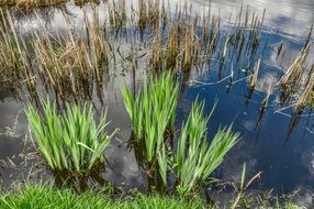 Green reeds in the water near the shore