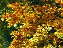 colorful autumn tree
