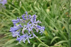 flower flowers purple violet plant