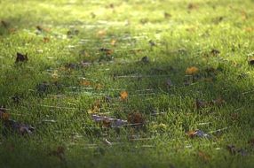 Green grass light dry leaves