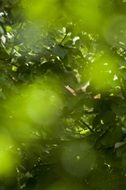 abstract green nature background, bokeh