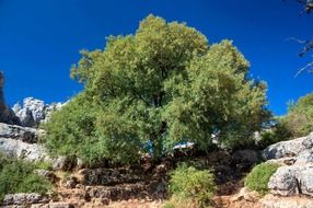 Landscape of the tree and rocks in Spain