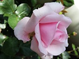 Beautiful pink and white gradient rose on the bush in nature