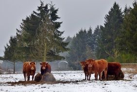 brown cows outdoors in winter