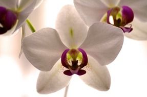 orchid blossom bloom flower