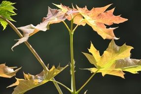 new maple leaves on twig