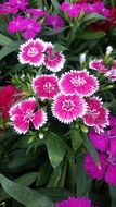 white-pink flowers in the spring garden