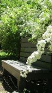 bench under a beautiful flowering Bush