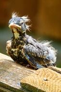 funny bird chick