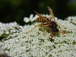 Wasp on the meadow of the flowers