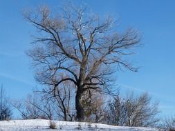 isolated tree in winter